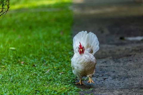 Backyard Hens Spreading Their Wings on a Green Lawn: A Documentary Photogra.. 스톡 사진