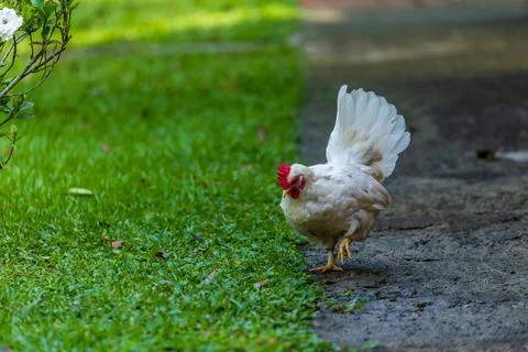 Backyard Hens Spreading Their Wings on a Green Lawn: A Documentary Photogra.. 스톡 사진