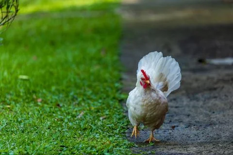 Backyard Hens Spreading Their Wings on a Green Lawn: A Documentary Photogra.. Fotos Stock