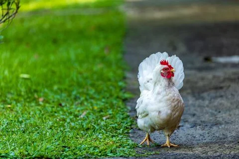 Backyard Hens Spreading Their Wings on a Green Lawn: A Documentary Photogra.. 写真素材