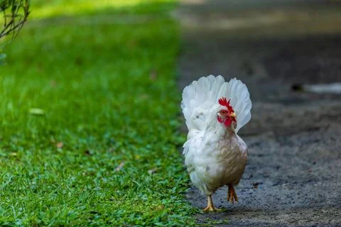 Backyard Hens Spreading Their Wings on a Green Lawn: A Documentary Photogra.. 스톡 사진