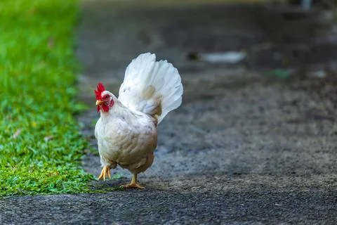 Backyard Hens Spreading Their Wings on a Green Lawn: A Documentary Photogra.. Fotos Stock