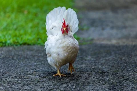 Backyard Hens Spreading Their Wings on a Green Lawn: A Documentary Photogra.. 스톡 사진