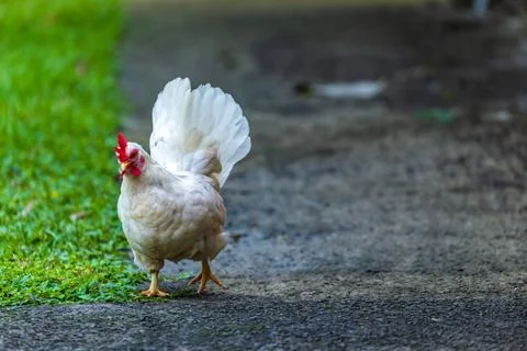 Backyard Hens Spreading Their Wings on a Green Lawn: A Documentary Photogra.. Fotos de archivo