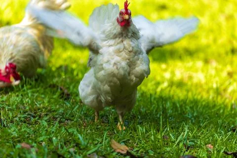 Backyard Hens Spreading Their Wings on a Green Lawn: A Documentary Photogra.. 스톡 사진