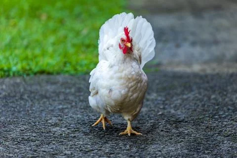 Backyard Hens Spreading Their Wings on a Green Lawn: A Documentary Photogra.. Stock-Fotos