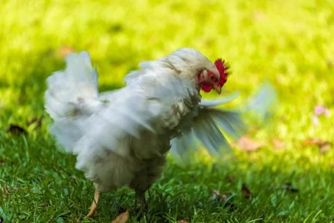 Backyard Hens Spreading Their Wings on a Green Lawn: A Documentary Photogra.. 스톡 사진