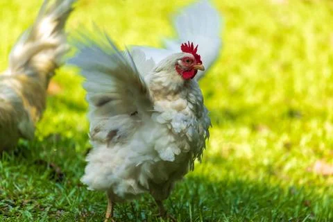 Backyard Hens Spreading Their Wings on a Green Lawn: A Documentary Photogra.. 스톡 사진