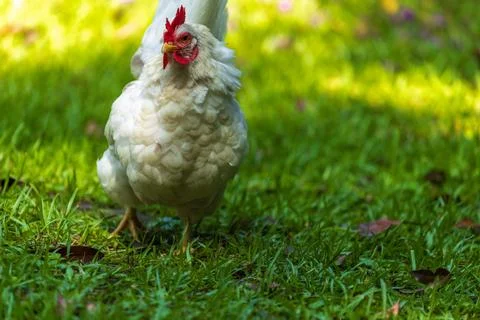 Backyard Hens Spreading Their Wings on a Green Lawn: A Documentary Photogra.. 스톡 사진
