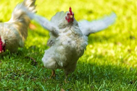 Backyard Hens Spreading Their Wings on a Green Lawn: A Documentary Photogra.. 스톡 사진