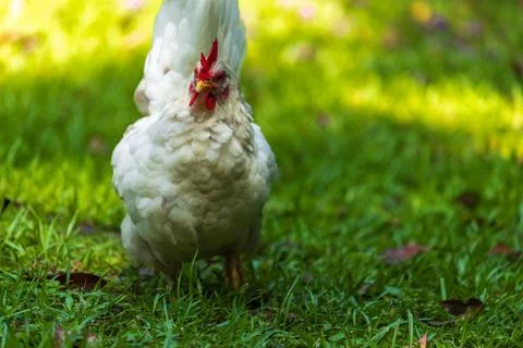Backyard Hens Spreading Their Wings on a Green Lawn: A Documentary Photogra.. 스톡 사진