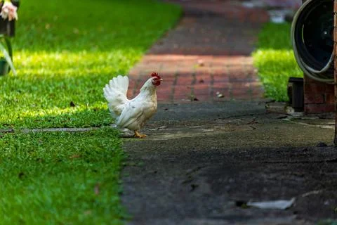 Backyard Hens Spreading Their Wings on a Green Lawn: A Documentary Photogra.. 스톡 사진