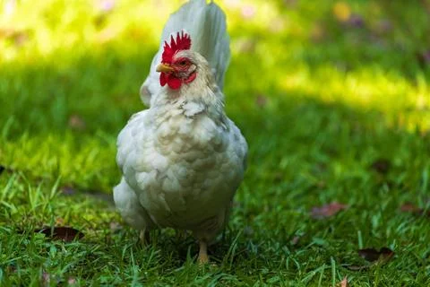 Backyard Hens Spreading Their Wings on a Green Lawn: A Documentary Photogra.. Fotos de archivo