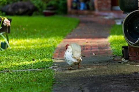 Backyard Hens Spreading Their Wings on a Green Lawn: A Documentary Photogra.. 스톡 사진