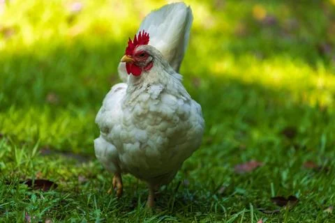 Backyard Hens Spreading Their Wings on a Green Lawn: A Documentary Photogra.. Fotos Stock