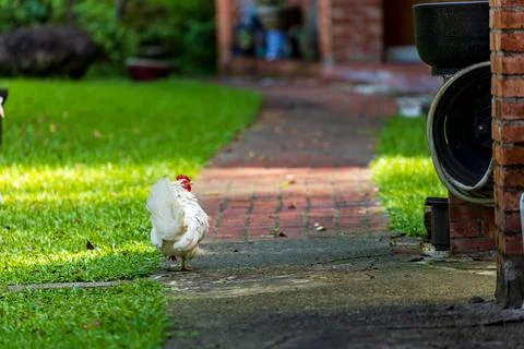 Backyard Hens Spreading Their Wings on a Green Lawn: A Documentary Photogra.. Фото