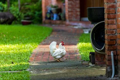 Backyard Hens Spreading Their Wings on a Green Lawn: A Documentary Photogra.. Stock-Fotos