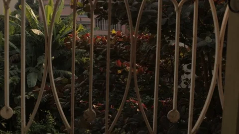 A backyard jungle seen through window grills in an Indian hose. Stock Footage 117127218