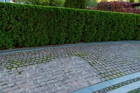 Backyard landscape design with footpaths of red tile and evergreen hedge of b Stock Photos