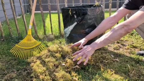 Backyard lawn care tips for effective moss removal and yard maintenance. Video stock 306453515