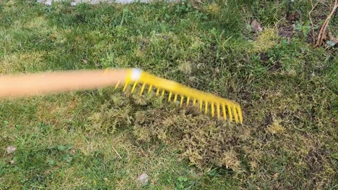 Backyard lawn care tips for effective moss removal and yard maintenance. Video stock 306453524