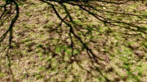 Backyard lawn picnic grass shadows blowing wind breeze trees shadow shade tre Stock Footage 191578806