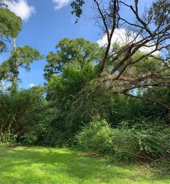Backyard Nature Scene Stock Photos
