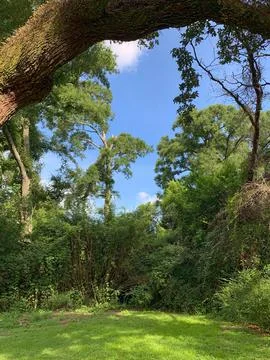 Backyard Nature Scene Foto stock