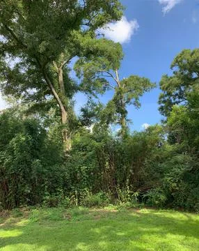 Backyard Nature Scene Stock Photos