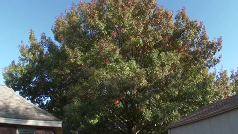 Backyard oak changes from summer green to autumn red, 4K. Stock Footage 166219021