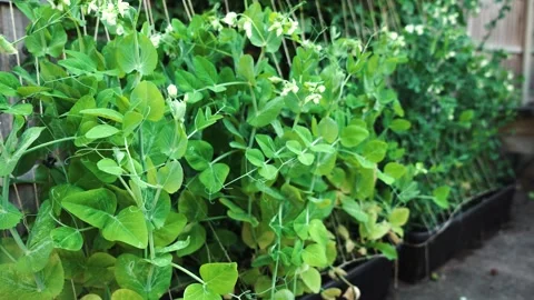 Backyard pea plants growing along support strings with healthy spring foliage 库存影片 343757022