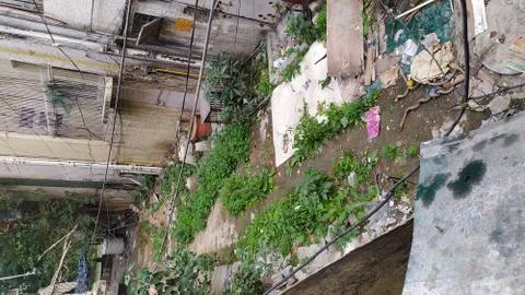 Backyard Stock Photos