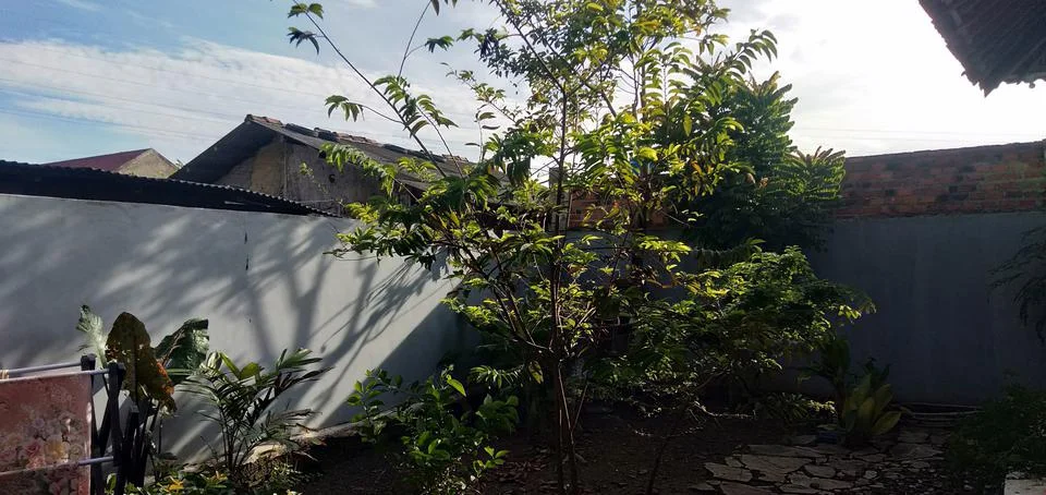 Backyard Stock Photos