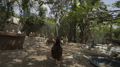 Backyard piggery or pig farm in Rizal province, Philippines Stock Footage 229710786