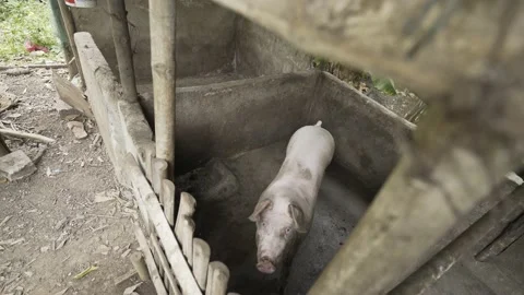 Backyard piggery or pig farm in Rizal province, Philippines Stock Footage 229710831