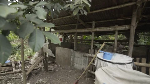 Backyard piggery or pig farm in Rizal province, Philippines Stock Footage 229711047