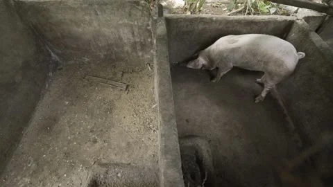 Backyard piggery or pig farm in Rizal province, Philippines Stock Footage 229711164