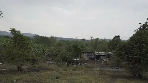 Backyard piggery or pig farm in Rizal province, Philippines Stock Footage 229711669