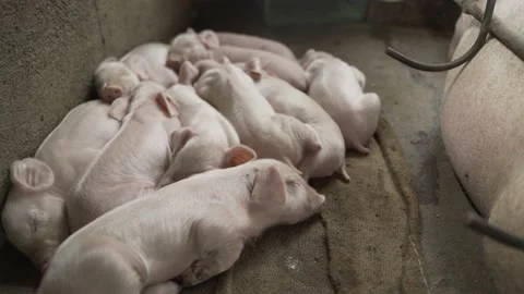 Backyard piggery or pig farm in Rizal province, Philippines Stock Footage 229712164