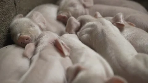 Backyard piggery or pig farm in Rizal province, Philippines Stock Footage 229712203
