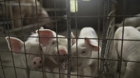 Backyard piggery or pig farm in Rizal province, Philippines Stock Footage 229712284