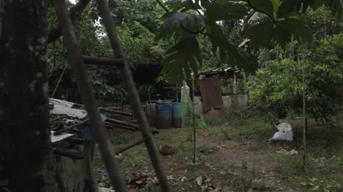 Backyard piggery or pig farm in Rizal province, Philippines Stock Footage 229714189