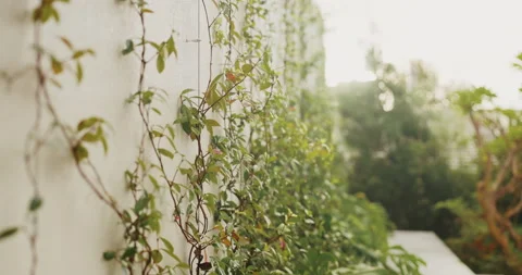 Backyard, plants and vines on wall for growth, sustainable landscaping and empty Stock Footage 335294837
