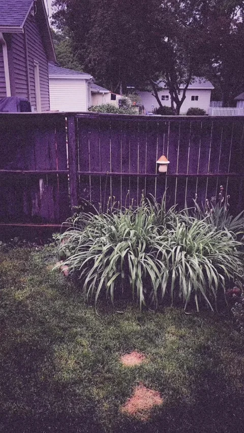 Backyard plants Stock Footage 279520518