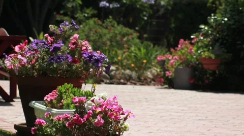 Backyard Potted Flowers Stock Footage 738886