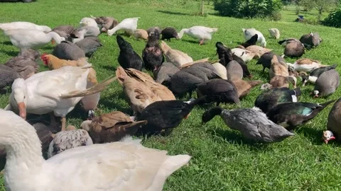 Backyard poultry flock, chickens, ducks, geese and guinea fowl forage in green Video stock 344313532