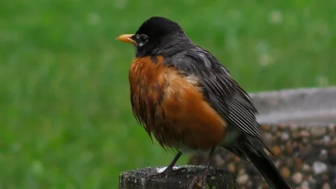 Backyard Robin Bird Hanging out on Fence Post Stock Footage 95184308