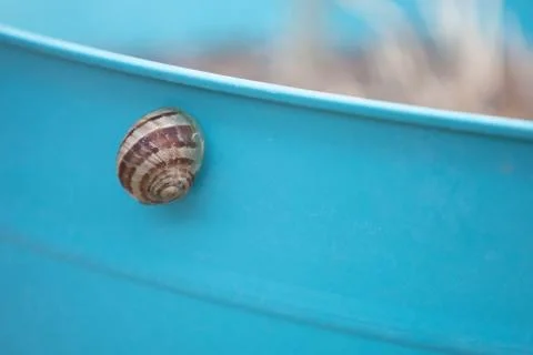 Backyard Snail 写真素材