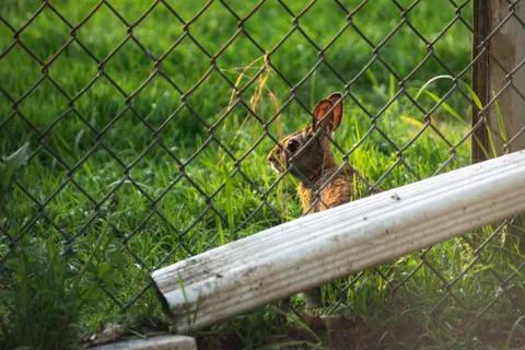 Backyard Sneaking Spring Bunny Stock Photos