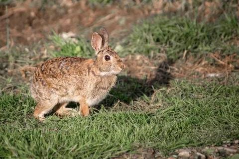 Backyard Spring Bunny in Grass Stock Photos